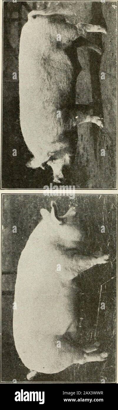 Erfolgreiche Landwirtschaft: Ein fertiger Hinweis auf alle Phasen der Landwirtschaft für Landwirte in den Vereinigten Staaten und Kanada. X. &gt; Mit Freundlicher Genehmigung des Außendiensts, New York City. Schwein 597 Temperament. Speckhogs stehen in einem deutlichen Kontrast dazu, dass die Typi-cal-Vertreter eine größere relative Länge, mittlere Tiefe und Breite haben, ähnliche Glätte, aber mehr Trimmheit, lange Beine; klein, Trimm, Tapering Schinken; sehr ordentliche, ordentliche Jowls; sehr leicht und Trimm-Schultern;außergewöhnlich festes Finish (mit leichten äußeren Fettschichten) und Aktivetemperament. Die allgemeinen oder zweizweckbestimmten Rassen sind eine Kombination vom Baconand-Lard-Typ Stockfoto