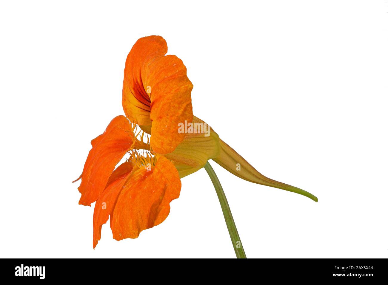 Großes Nasturtium (Tropaeolum), Blume seitlich dargestellt, Hintergrund weiß, Deutschland Stockfoto