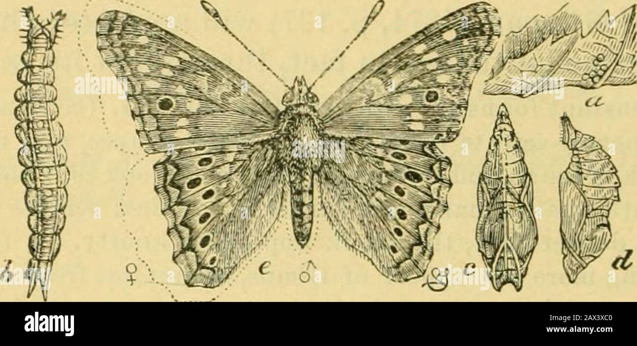 Der fünfte Bericht der United States Entomological Commission, einer überarbeiteten und erweiterten Ausgabe des Bulletin NO7, über Insekten, die Wald- und Schattenbäume schädigen. E lebende Tiere statt durch Entkeimung wie etwa gezogene (und oft fehlerhafte) Nachahmungen, die Zweifel und Streitigkeiten zulassen. 601 602 FÜNFTER BERICHT DER ENTOMOLOGISCHEN KOMMISSION. Es wird in diesem Zusammenhang nicht notwendig sein, mehr Tbau eine Briefing Rekapitulation der Tbe Ergebnisse meiner Studien über tbese Insekten zu geben, indem ich zitiere, wo es ratsam erscheinen mag, um wichtigere Fakten aus der Articlerefered zu sein. 1. Der Eyed Emperor Stockfoto