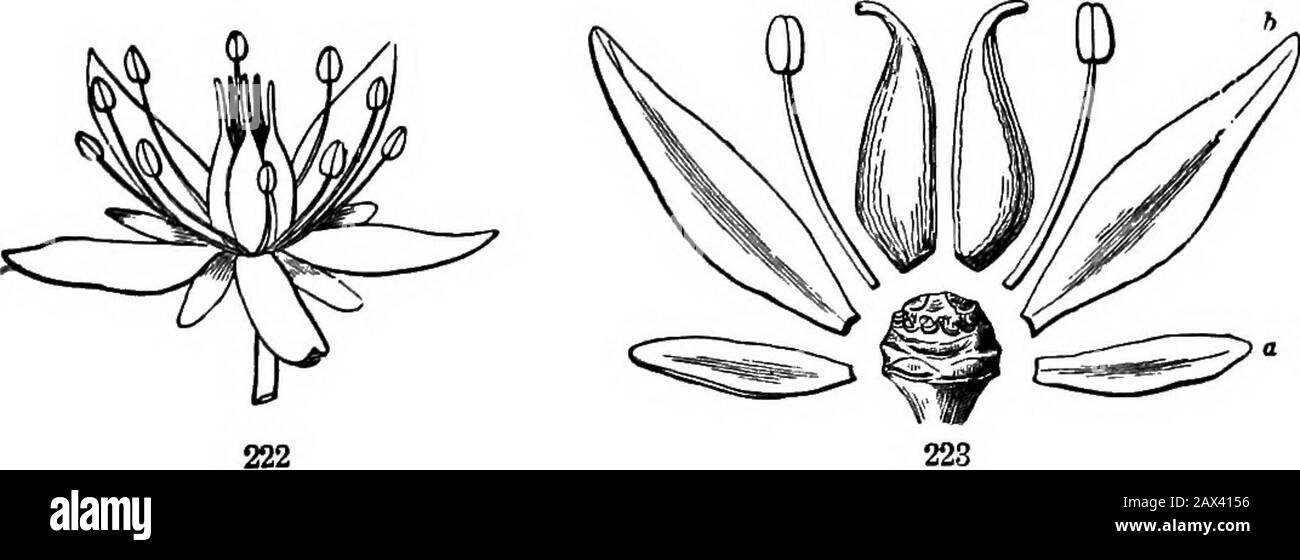 Die Elemente der Botanik für Anfänger und für Schulen . § 3. BLUMENPLAN. 239. Alle Blumen werden auf einem allgemeinen Plan gebildet, aber mit fast endlichen Variationen und vielen Verkleidungen. Dieser gemeinsame Plan ist am besten, wenn man für einen Typ oder Standard für den Vergleich etwas perfektes, vollständiges. Regelmäßige, symmetrische Blüte und eine so einfache wie eine solche Blüte kann gut sein. Blumen sollen Perfekt sein (zwittrig), mit beiden Arten von essentiellen oder-gans ausgestattet sein, d. H. Mit Staubblättern und Pistillen. Komplett, wenn sie außerdem die zwei Sätze von Blumenumschlägen haben, nämlich Abb. 2 Stockfoto