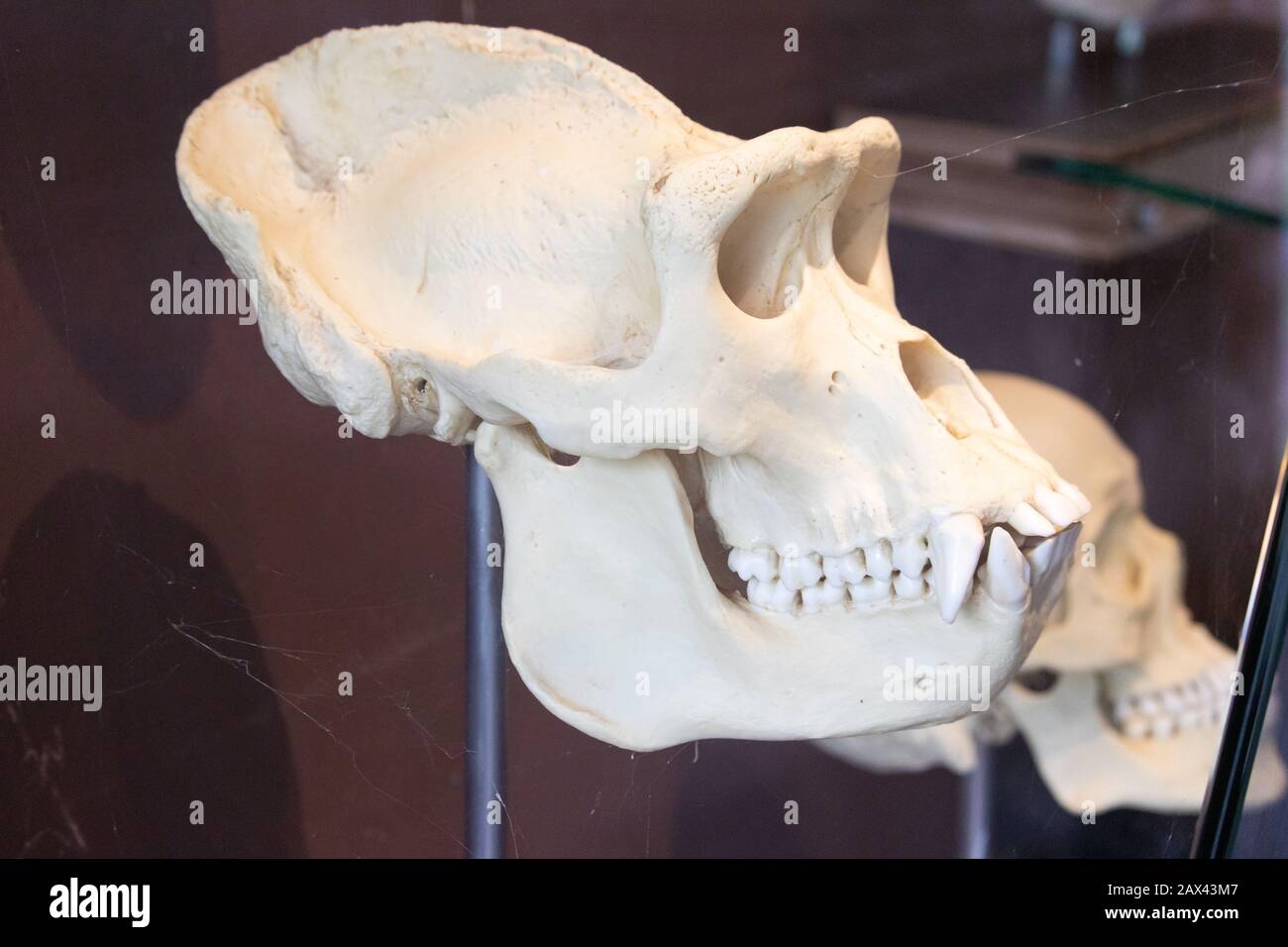 Nahaufnahme des Schädels eines Gorillas in einer Glasvitrine Im Inneren eines Zoomuseums Stockfoto