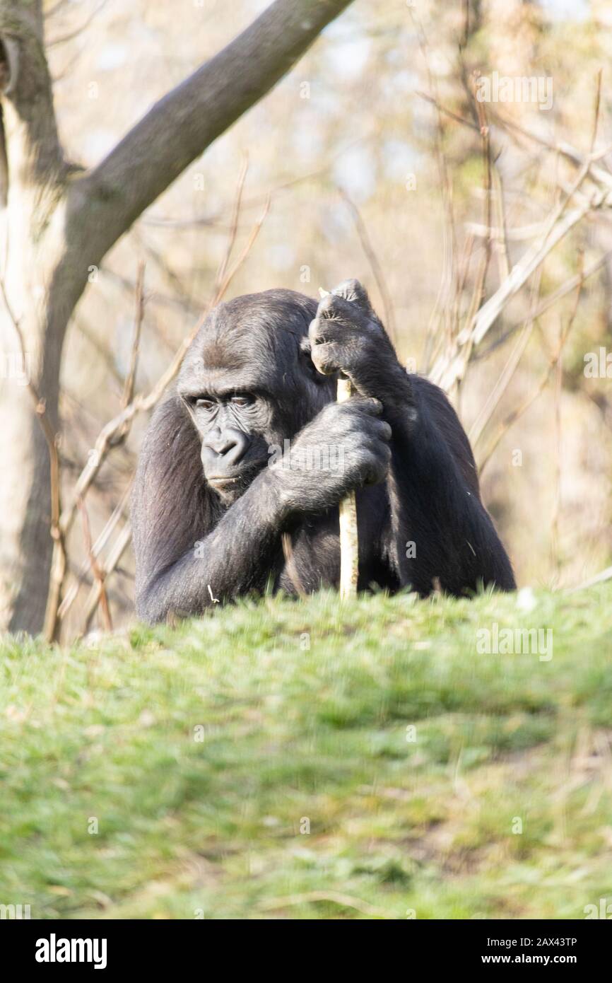 Nahaufnahme eines Gorillas in tiefem Denken gestützt durch Ein Stock Stockfoto