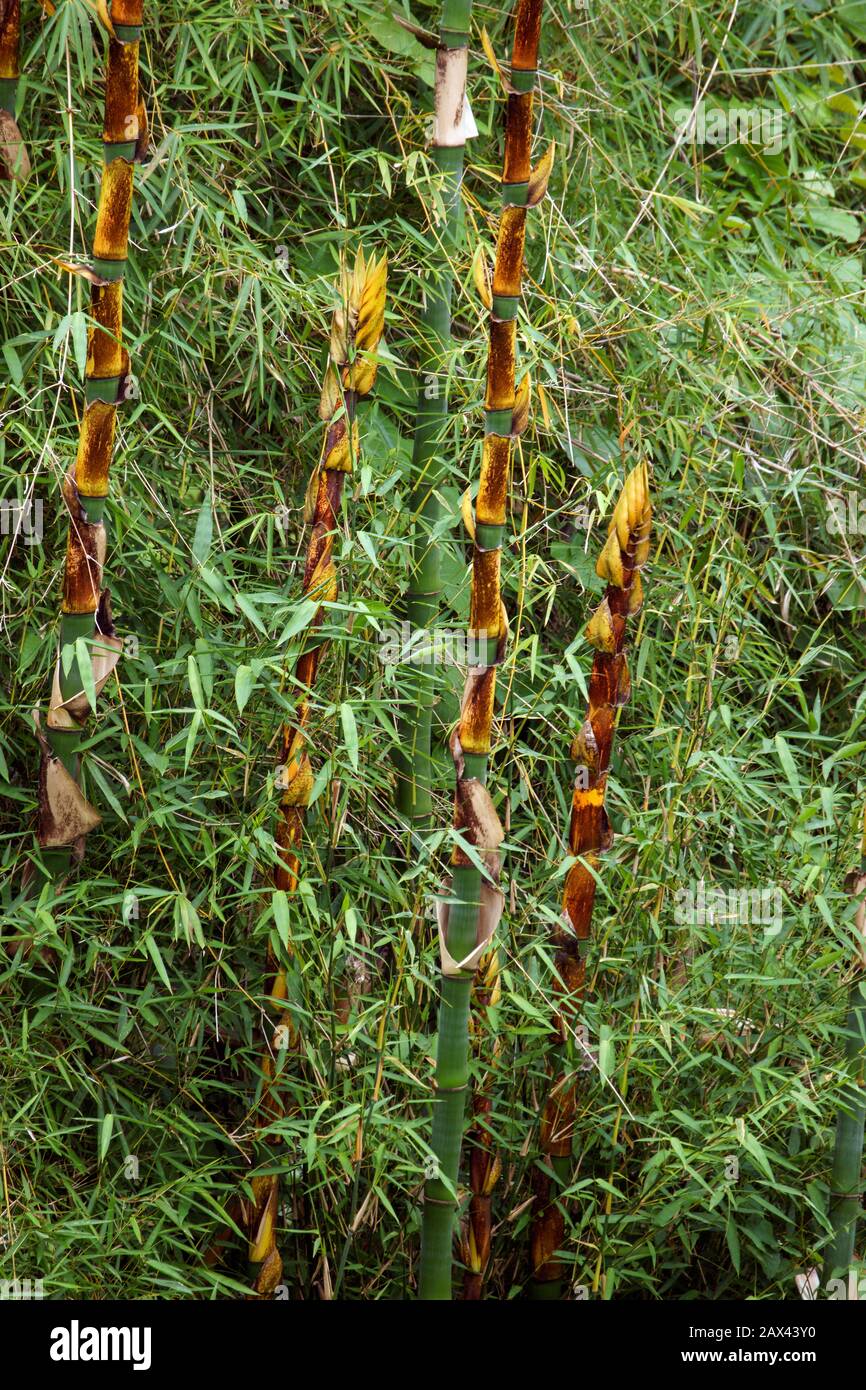 Neue, junge Bambustriebe, die im tropischen Wald wachsen. Bali, Indonesien  Stockfotografie - Alamy