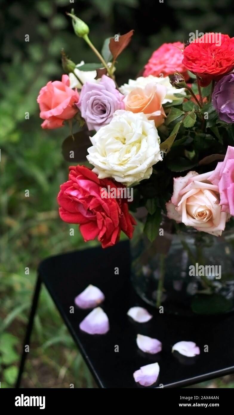 Blumenstrauß verschiedenfarbiger Rosen in einer Glasvase auf einem dunklen Tisch mit gestürzten Kronblättern. Muttertag, Valentinstag, Internationale Frauen Stockfoto