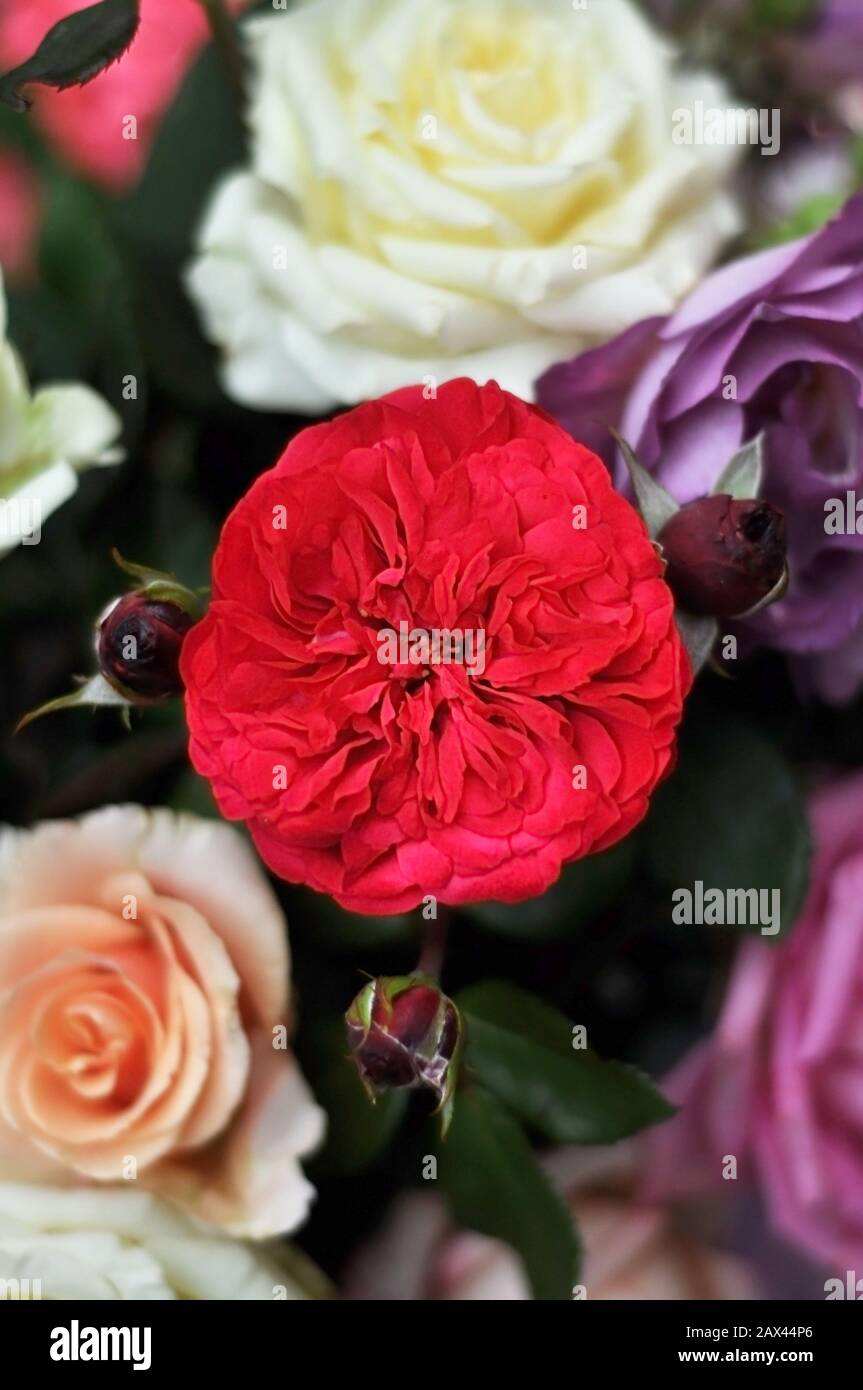 Blumenstrauß aus verschiedenen mehrfarbigen Rosen. Rote Rose von David Austin. Blumenhintergrund für Muttertag, Valentinstag, Internationale Damen Stockfoto