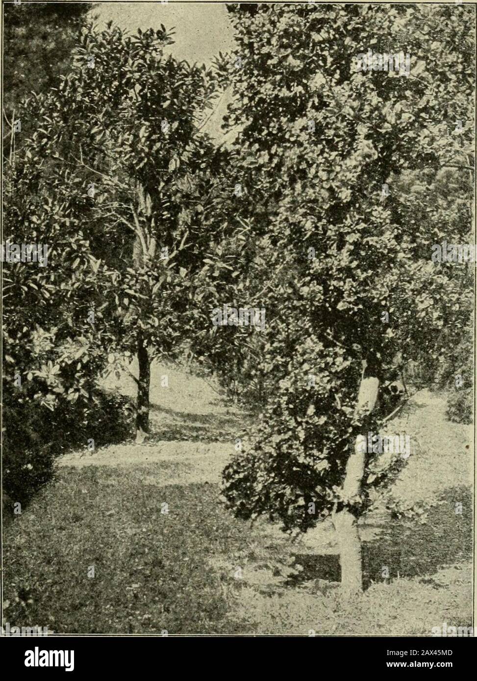 Mitteilungen der Deutschen Dendrologianischen Gesellschaft . Vor, wer die Ende April ihre Knospen öffnen, wechseln ab Aucuba japonica und Evonymus japonica, hohe Buxus-Sträucherund Hex mit ausgehntem Buschwerk von Prunus Laurocerasus, der Kirsche. Das ganze gut ist das Gedeihen der Stechpalme (Hex Aquifolium), die mBuschform und als Hochstamm in einfachem Grün und in mannigfaltiger Panaschüre, mit glatten Blättern, mit Blattrandstacheln und mit Stacheln auf den ganzen Blatt- Nr. 23. Der Park von Gleisweiler in der Pfalz. 175 Flächen, mit glatten oder gerollten Blättern Stockfoto