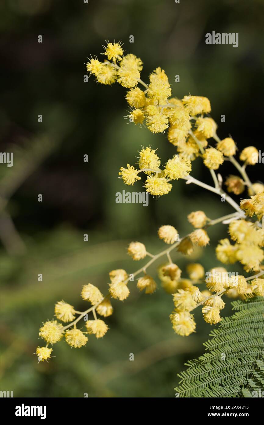 Akaziendealbata - Silber-Wattbaum-Blüte - Nahaufnahme. Stockfoto