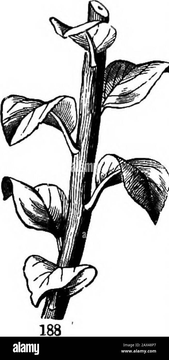 Die Elemente der Botanik für Anfänger und für Schulen . der Fraktionen ^, J, f. Andere Fälle folgen in der gleichen numerischen Progression, die nächste ist die 190. Anordnung mit acht Plätzen. In diesem steht das neunte Blatt über dem ersten, und drei Umdrehungen werden um den Stamm herum gemacht, um ihn zu erreichen; es wird also um die Fraktion ausgedrückt. Das sieht man in der Holly, und in Thecommon Planlaiu. Dann kommt die 191. Dreizehnrangiges Arrangement, bei dem das vierzehnte Blatt über dem ersten steht, nach fünf Umdrehungen um den Stamm, gemeinsames Houseleek (Abb. 191) ist ein gutes Beispiel. 192. Die bisherige Serie lautet dann -J, J, f, f, ^; t Stockfoto
