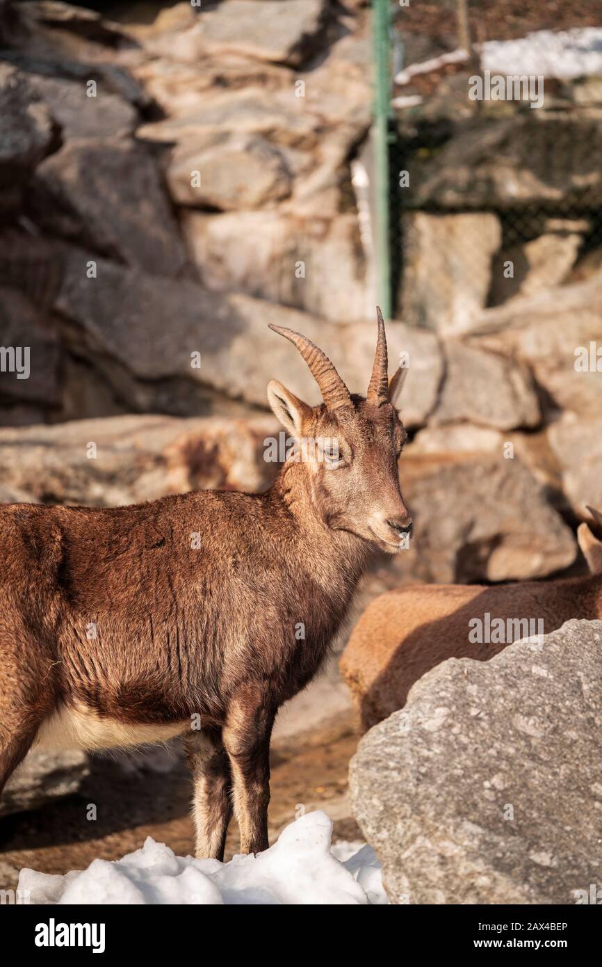 Capra Ibex Nahaufnahmen, steinbock auf felsigem Hintergrund Stockfoto