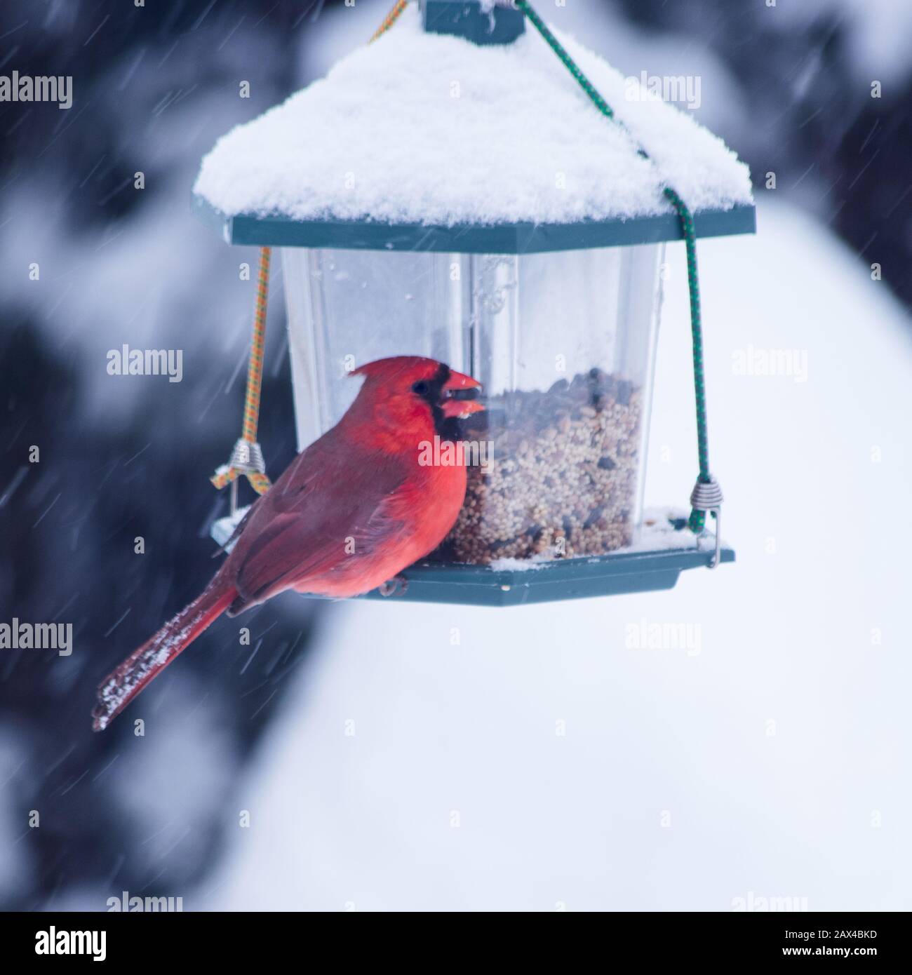 Nordkardinal auf einem Vogelzubringer im Winter. Schnee im Hintergrund Stockfoto