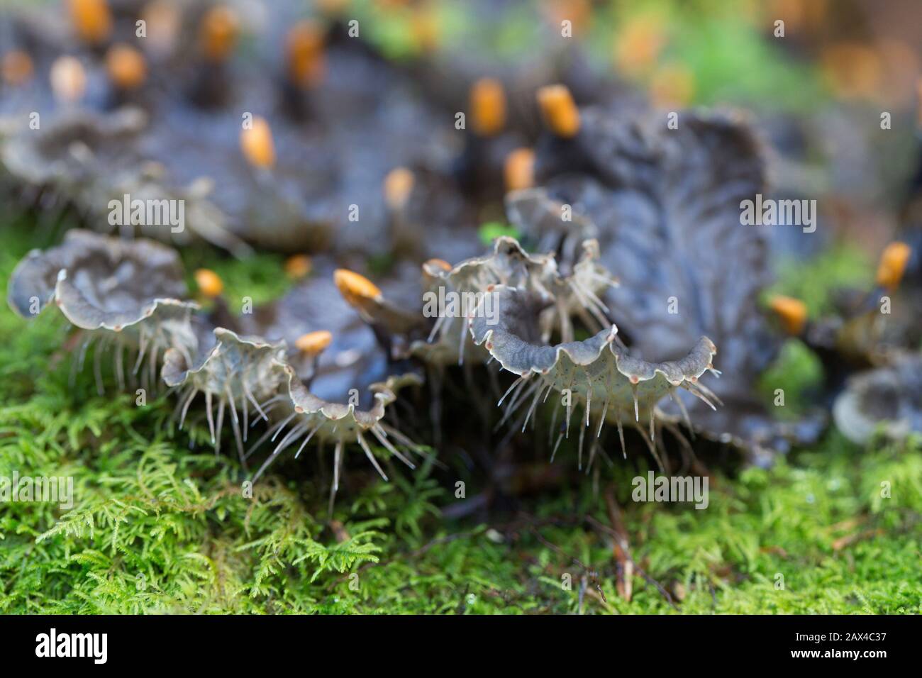 Peltigera membranacea - häutiger Pelz lichen. Stockfoto