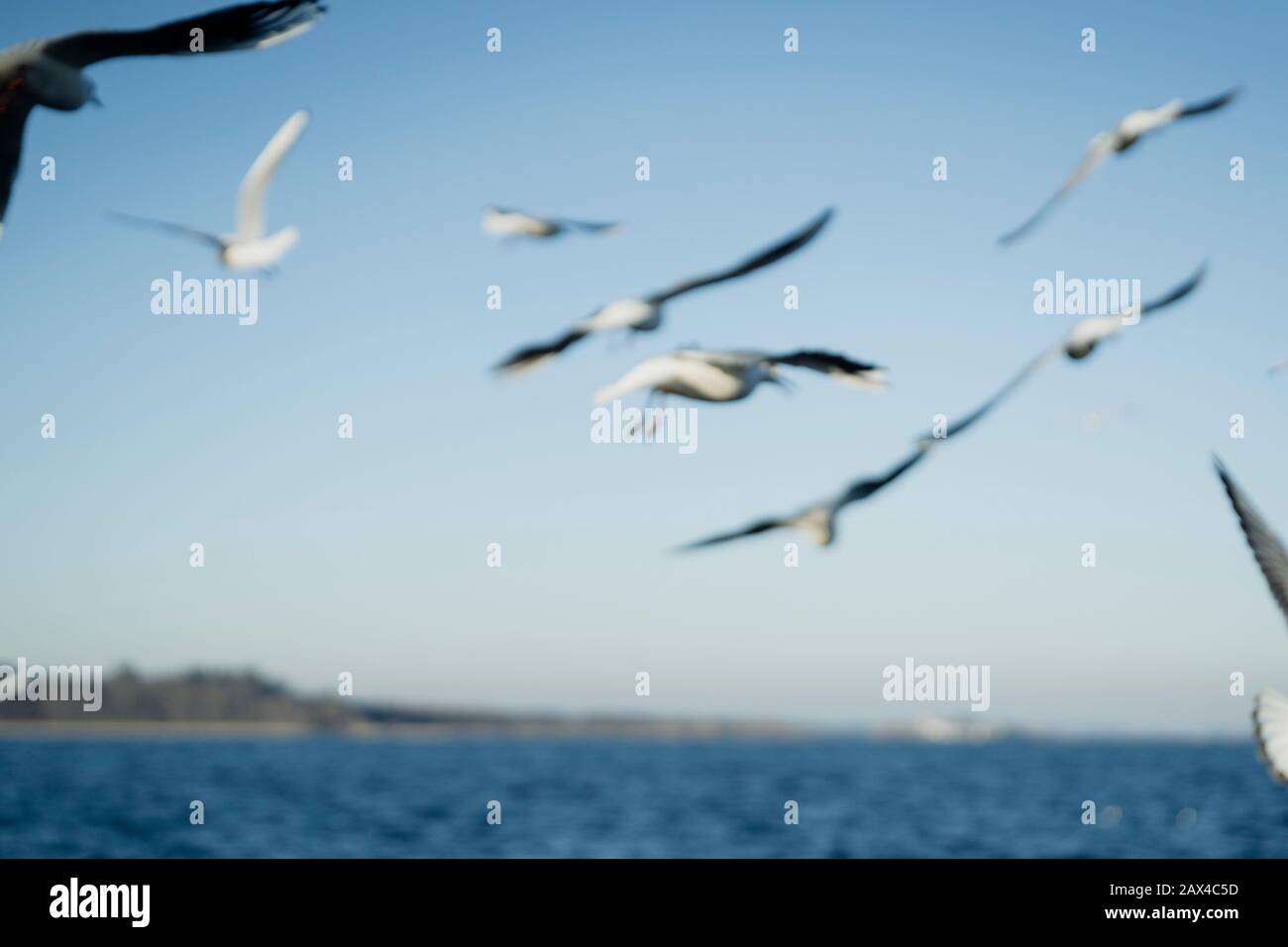 Larus delawarensis Fliegen in der Luft, Ring-billed Gull isolierte das Fliegen in der Luft Stockfoto