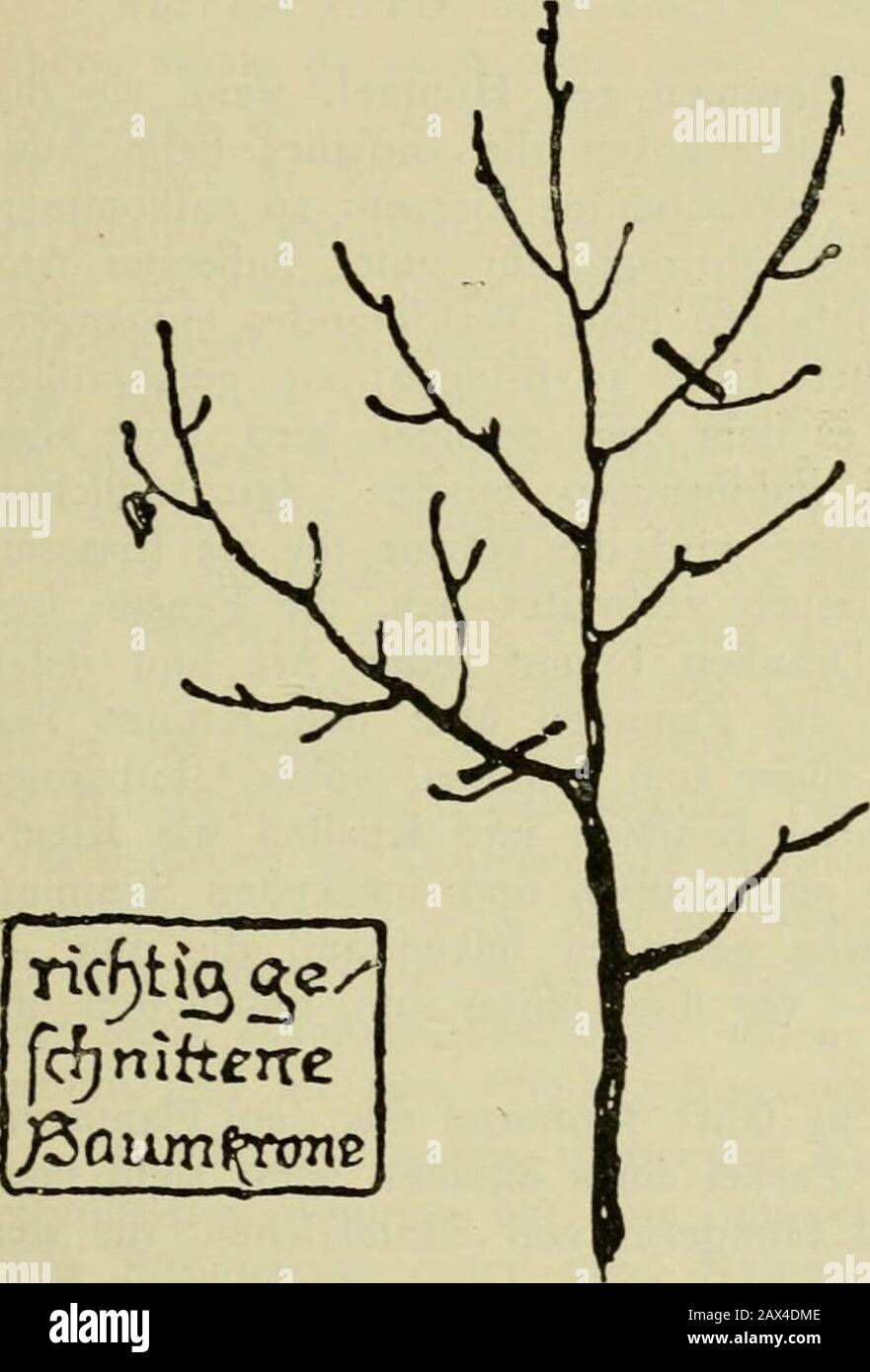 Beiträge der Deutschen Dendrologialen Gesellschaft . werden. Es bleichte daher der Wissenschaftsnoch ein weites and dankbares Forschungsgebiet offen. Nr. 23. Über Die Bauaufnahme. 87 nun aber noch eine Schlußbemerkung: Es ist Wunderbar: In Frankreich hat sich schon mal des Feldzuges 1870/71 seinen falschen Weg vor Straßenbaum ge-sehen; in Deutschland aber bricht sich das Richtig-Verfahren erst durch, wenn er twa20 Jahre Bahn, obschon ist! - Wer einen Baum auskosten soll, der sollte aus einer besseren Entflechtung und einem besseren Betrieb als Wipfel auskommen. Dieser bleibe unverl Stockfoto