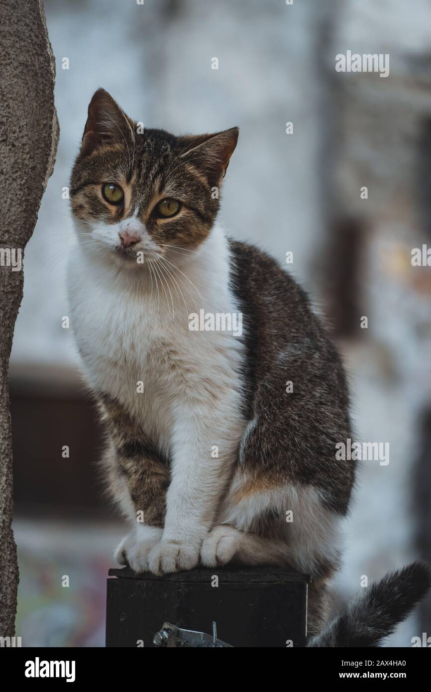 Auf einem eisernen Zaun neben einer Wand sitzendes Katzen-Porträt, das direkt auf die Kamera blickt. Stockfoto