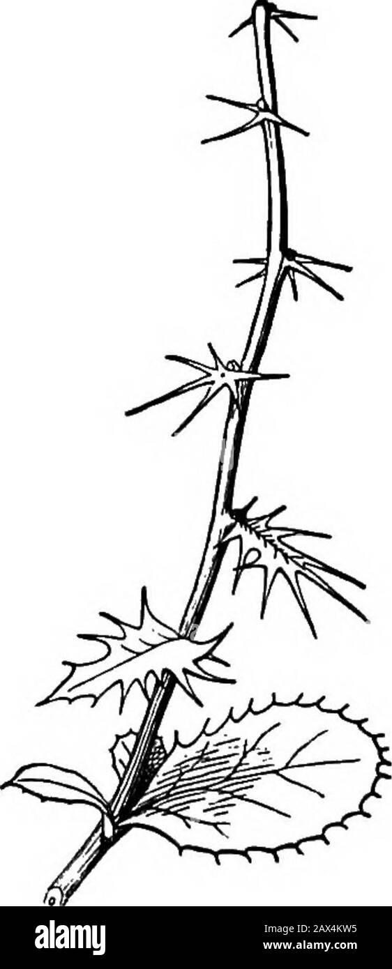 Die Elemente der Botanik für Anfänger und für Schulen . 166. Blätter, während Bud-Scales dienen tcprotect die Formteile innerhalb Von Hav-ing erfüllt diesen Zweck, den sie alltäglich abfallen, wenn der Schuss sich entwickelt und Laub-Blätter erscheinen. Gelegentlich, asin Kg. 170, es gibt einen Übergang von Knospenschuppen zu Blättern, was die Naturheilkunde des ersteren enthüllt. Der Lilac zeigt auch die Agradation von Knospenskala bis hin zu einfachem Blatt.In Comus florida (das Blühende Hunde-Holz) bleiben die vier Knospenskalen, die den Kopf der Formingblumen im Winter schützen, bis zum Aufblühen erhalten, und dann wächst die Basis jedes einzelnen in Flo aus. 170. S Stockfoto
