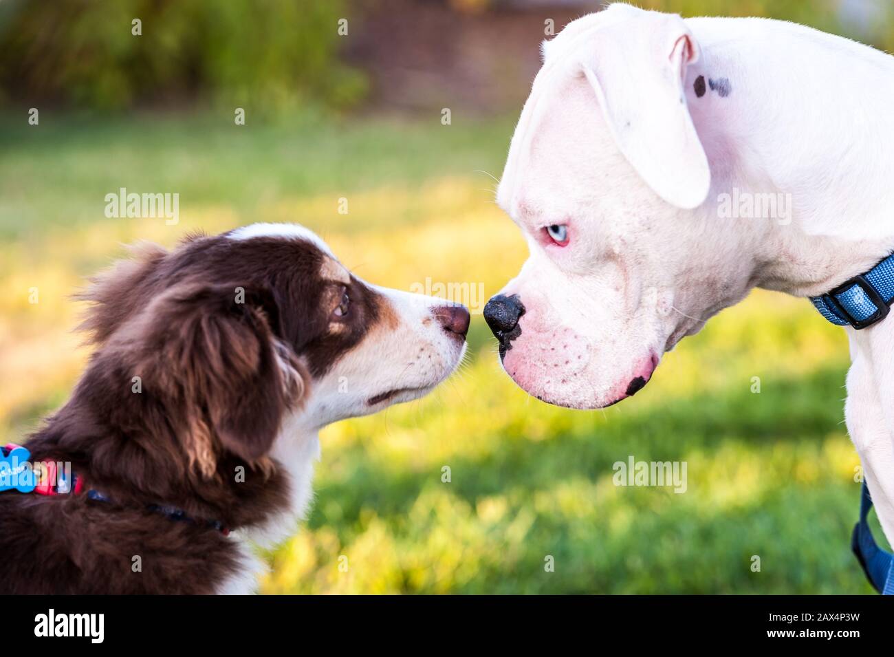 Nahaufnahme des Profils von zwei Hunden, die sich zum ersten Mal treffen. Stockfoto