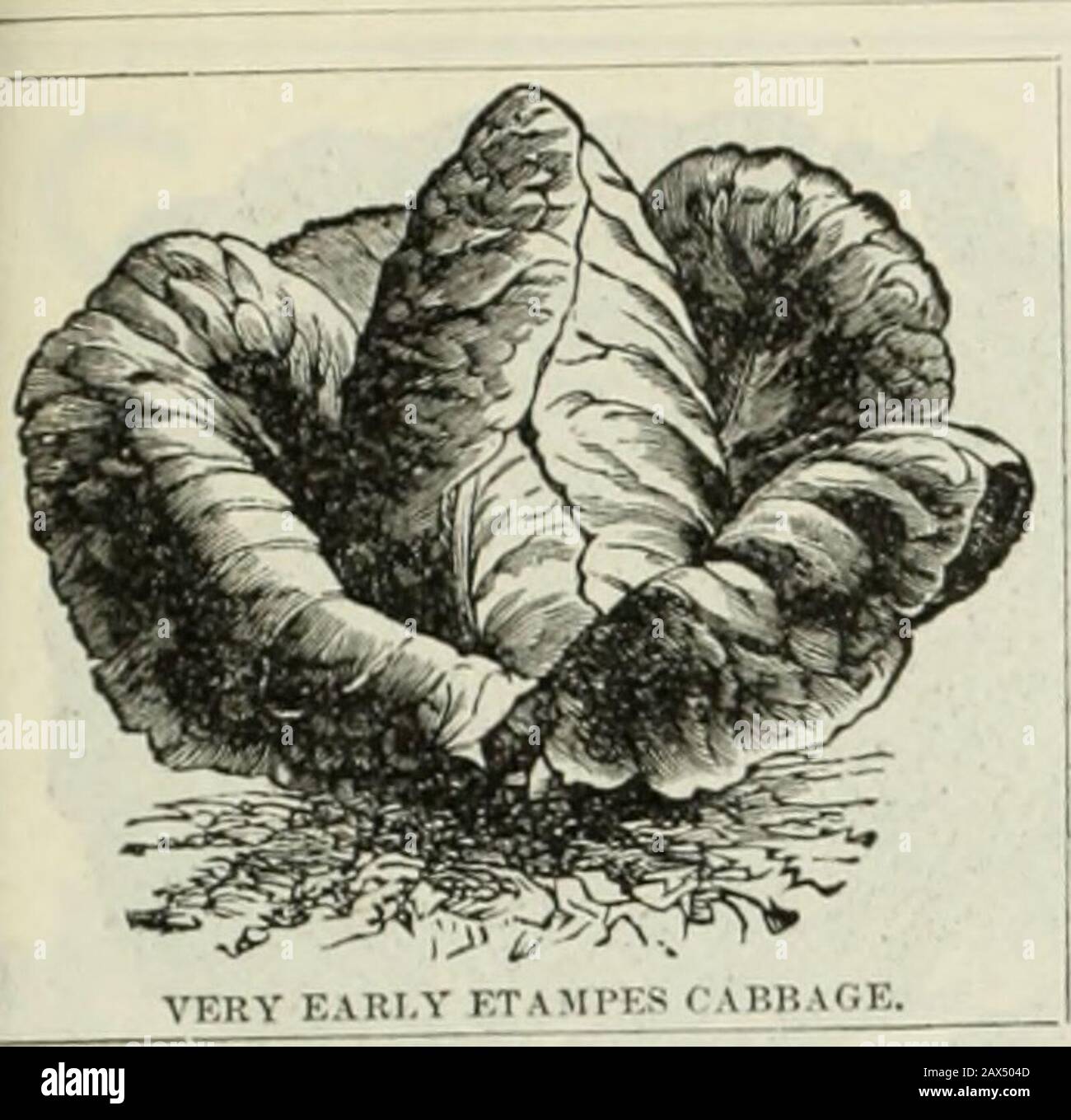 AWLivingstons Sons Seed jährlich. -Der größte für erzwungene;frühe; auch gut für eine Nachfolgekrümme. Pkt., 5c; % oz., 25c., "i5c; lb., S-.O:); lb., S   Lenor.VIANDS KURZE STEMMED- laTge, späte, kurze Stemmedvarietät, die gut geformte Köpfe von hervorragender Qualität herstellt. Pkt.. 10c;OZ., 25c; oz., 75c: ?."lb., S2.25; lb., 57,50. LIVINGSTONS FRÜHESTER BLUMENKOHL LARCE SPÄT ALCIERS GUT BEKANNT? Seien Sie der i l:Y Bl 51 I.ATI VARI-ETY, beliebt bei Abendessen und Marktgärtnern überall. Nevermisses, große weiße Köpfe zu produzieren. Pkt.. 10c: %oz.,25c; oz., 75c;34 lb., S2.50; lb. 8,00 USD. Besonders FRÜH im Krieg Stockfoto