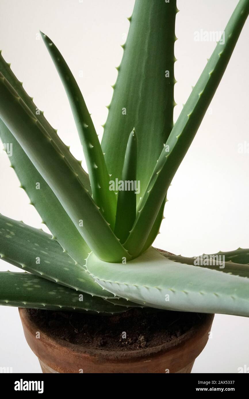 Aloe vera wächst in einem Tontopf. Agave verlässt die Pflanze in Nahaufnahme auf weißem Hintergrund. Marktangebot. Stockfoto