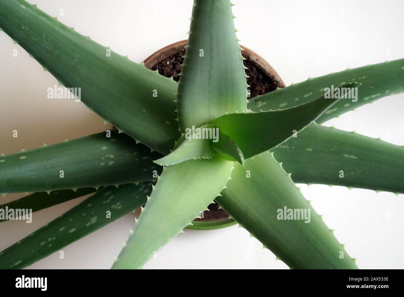Aloe vera. Auf dem weißen Hintergrund sind Astave Pflanzenblätter ähnlich wie Sterne dargestellt. Die Draufsicht einer Heilpflanze, im Tontopf vergossen. Stockfoto