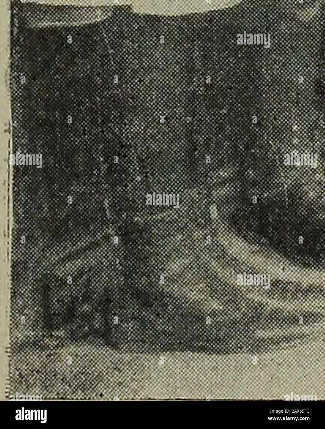 Katalog des Hampton Normal & Agricultural Institute in Hampton, Virginia, für das akademische Jahr .. . Üben Sie Den Unterricht an den Kindern der Whittier Training School und die Methoden, um Englischarbeiten Elementarklassen vorzustellen. Mit diesen Objekten sind die folgenden Untersuchungen angeordnet. 48 KATALOG der I. Selections.- a. Für Die Erweiterte Studie. Der Essay-Burroughss Haufen von Kräutern, Selections fromRuskins Sesame and Lilies, Emersons Friendship, einer von Macaulays Essays. Biografie - Annie Fängt Das Leben von Hawthorne, von der Bea-con Biography Series. Beschreibung und Charakterstudie - Addisons R Stockfoto