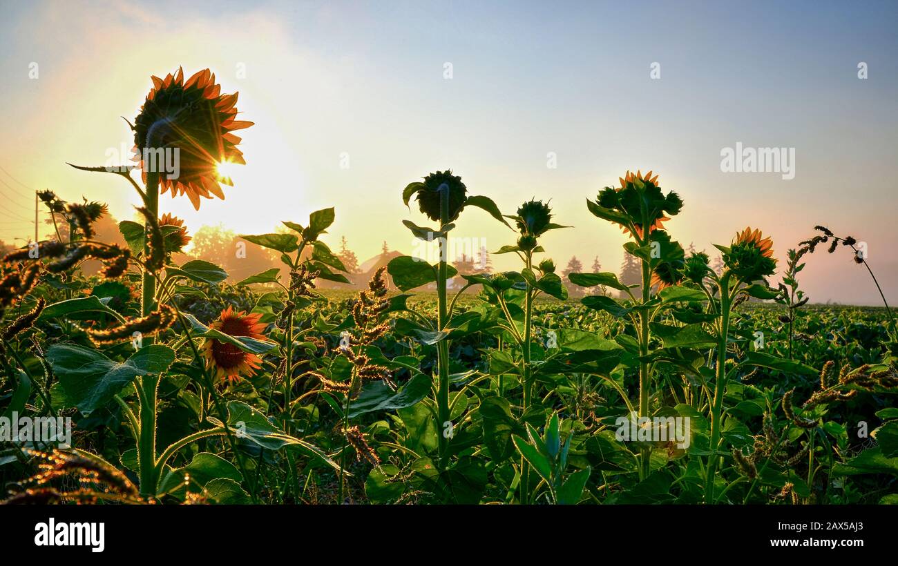 Sonnenaufgang im Sonnenblumenfeld in Ontario Stockfoto
