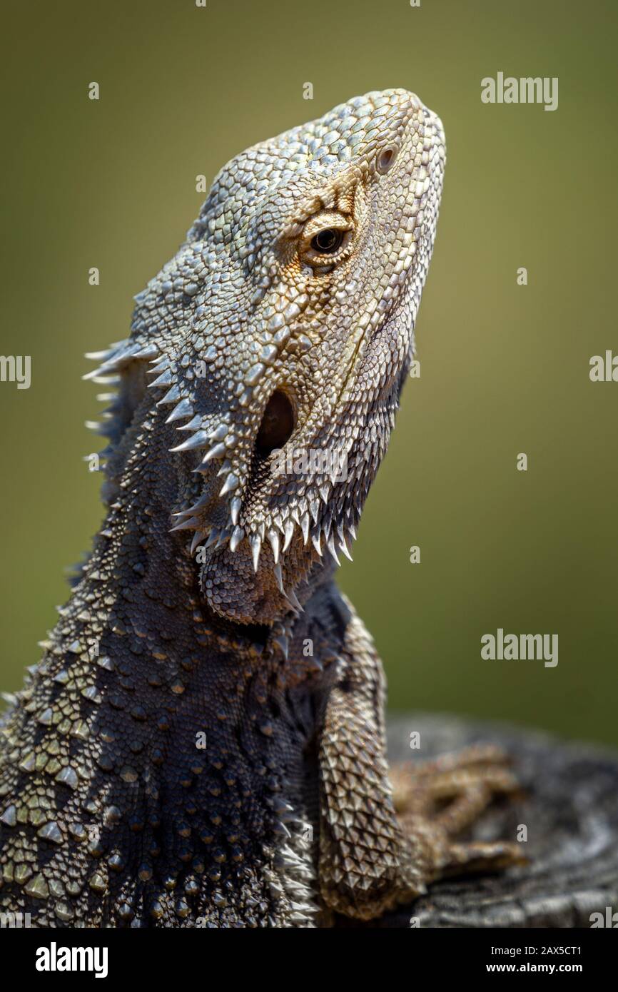 Nahaufnahme des Ostbärtigen Drachens (Pogona barbata) Stockfoto