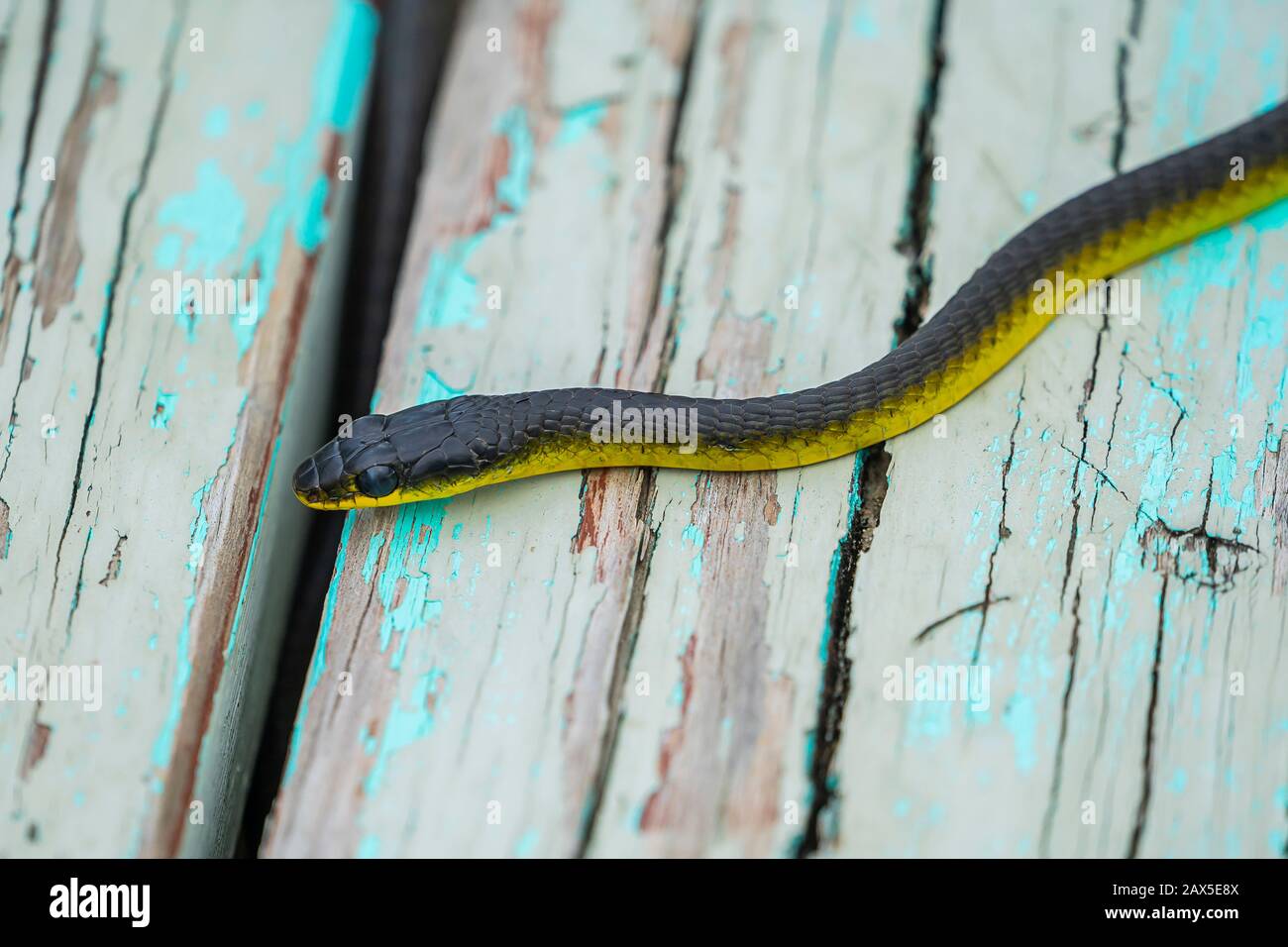 Gewöhnliche Baumschlange (Dendrelaphis punctulatus) auf alter Holzbank Stockfoto