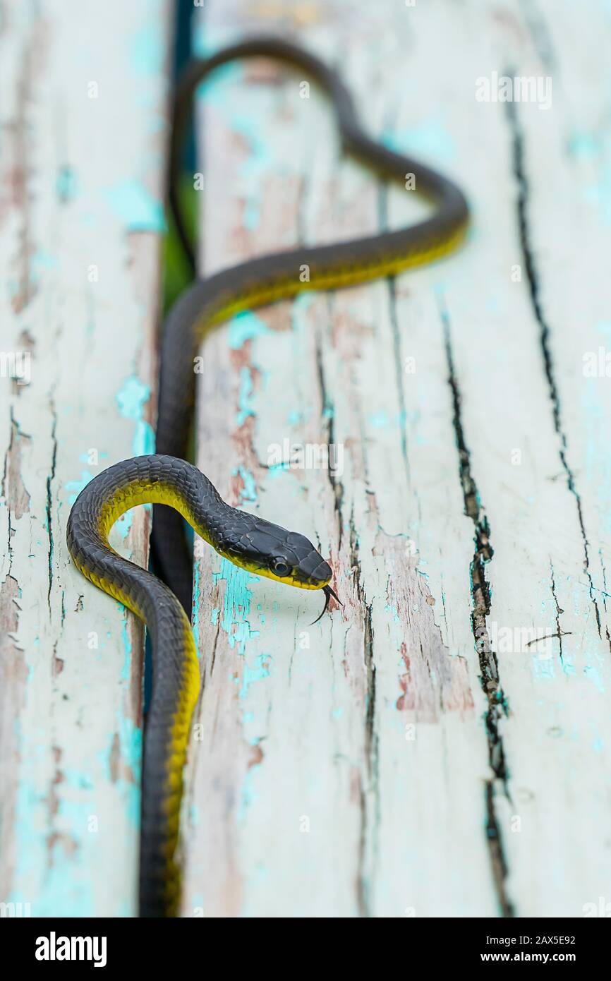 Gewöhnliche Baumschlange (Dendrelaphis punctulatus) auf alter Holzbank Stockfoto