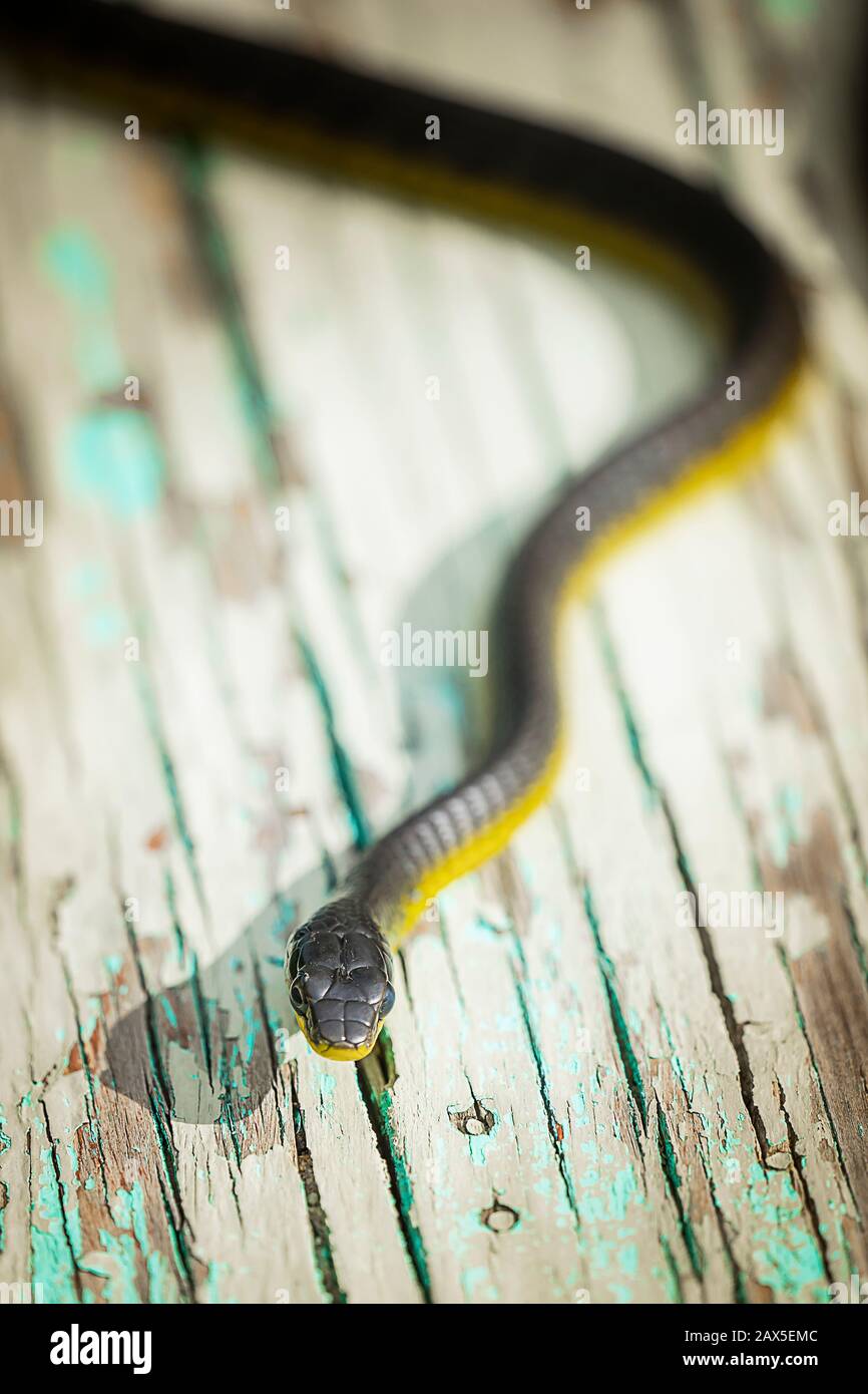 Gewöhnliche Baumschlange (Dendrelaphis punctulatus) auf alter Holzbank Stockfoto