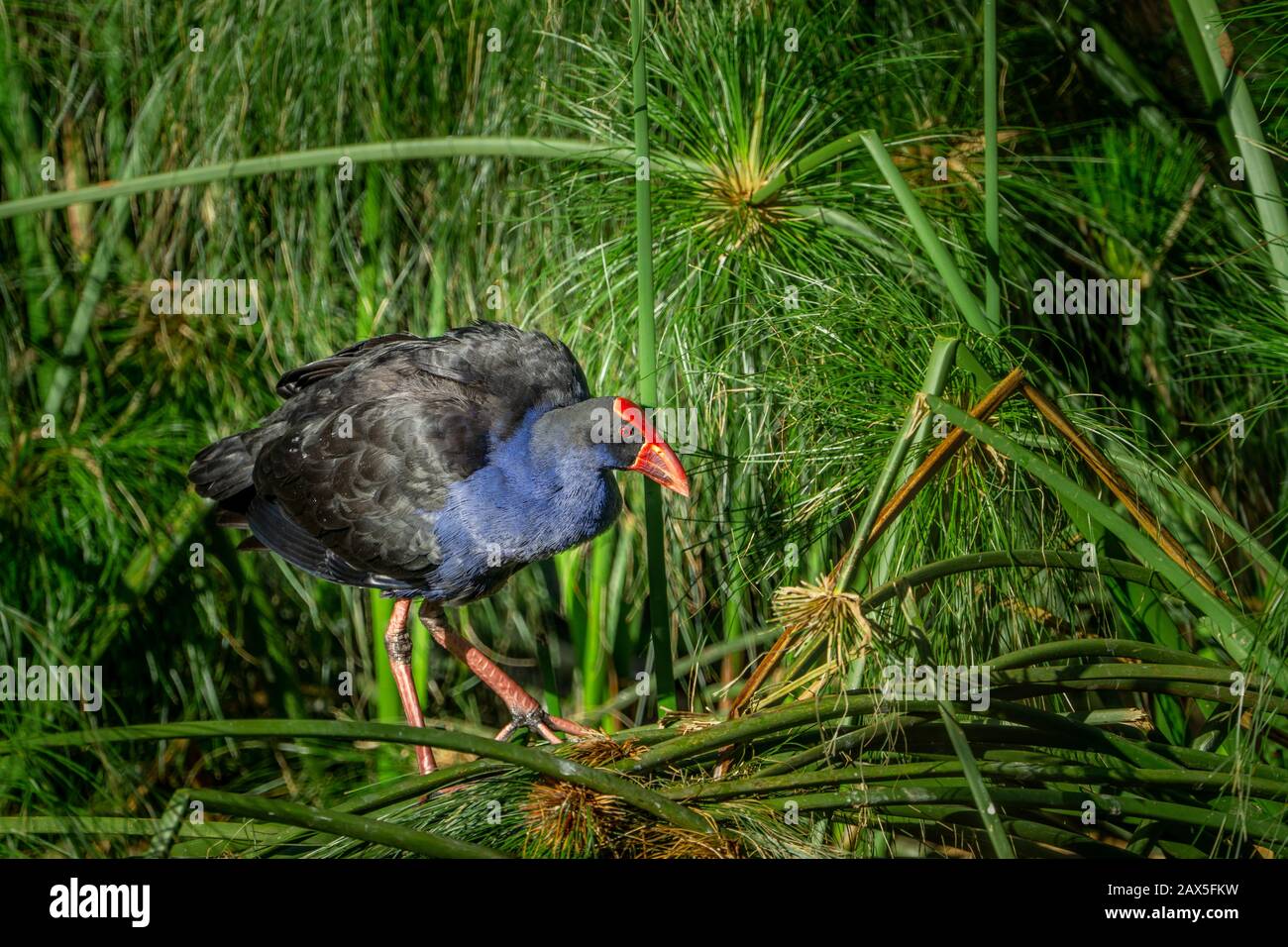 Single Purple Swamphen (Porphyrio Porphyrio) in grünen Schilf stehend Stockfoto