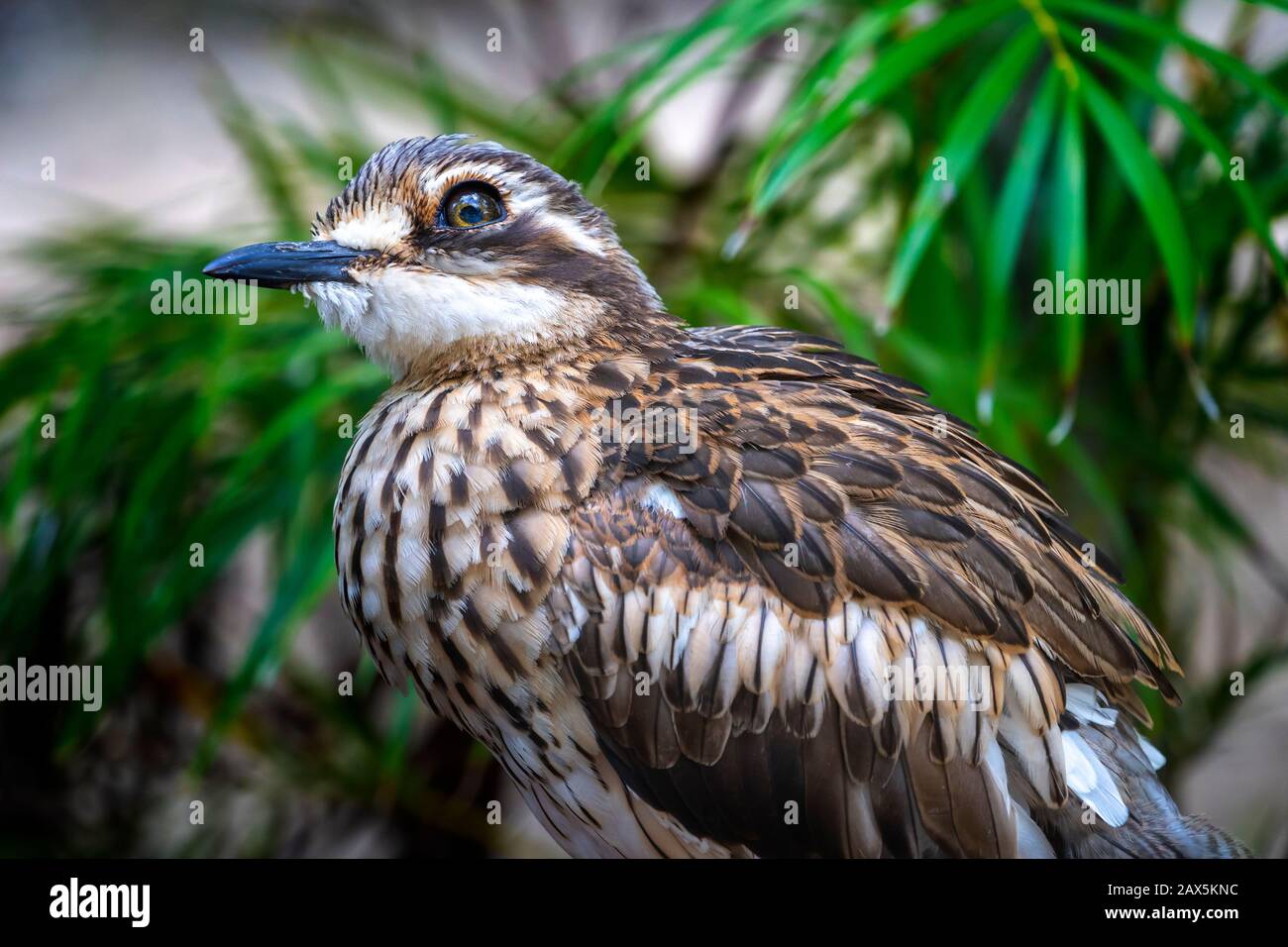 Nahaufnahme des dicken Bush-Knies (Burhinus grallarius) Stockfoto