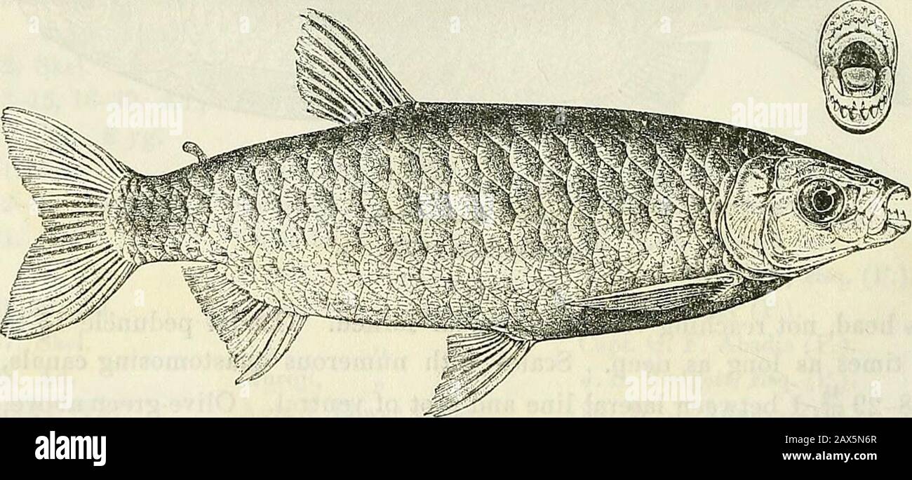 Katalog der Süßwasserfische Afrikas im British Museum (Naturgeschichte) . Tanganjika. Prof. J. S. Moore (C). 2. Typ. Nyamkolo. Dr. W. A. Cunnington (C). 3. Typ. Mfcondwe Bay. "4-5. Typen. Lofu. " 220 CHARACIMDJE. 23. ALESTES GRANDISQUAMIS. Bouleug. Ann. Me. Kongo, Zool. I. S. 85, pi. XXXV. Abb. 3 (1899) und Poiss. Bass.Congo, S. 159 (1901). Tiefe des Körpers 3J bis 4fach in Gesamtlänge, Länge des Kopfes von bis zu 4Jmal. Kopf 1^ bis 1   - mal so breit, etwas länger als tief, seine Breite etwas weniger als seine Länge bis zum Einschnitt bei Erwachsenen; schnauzend vorspringend Stockfoto