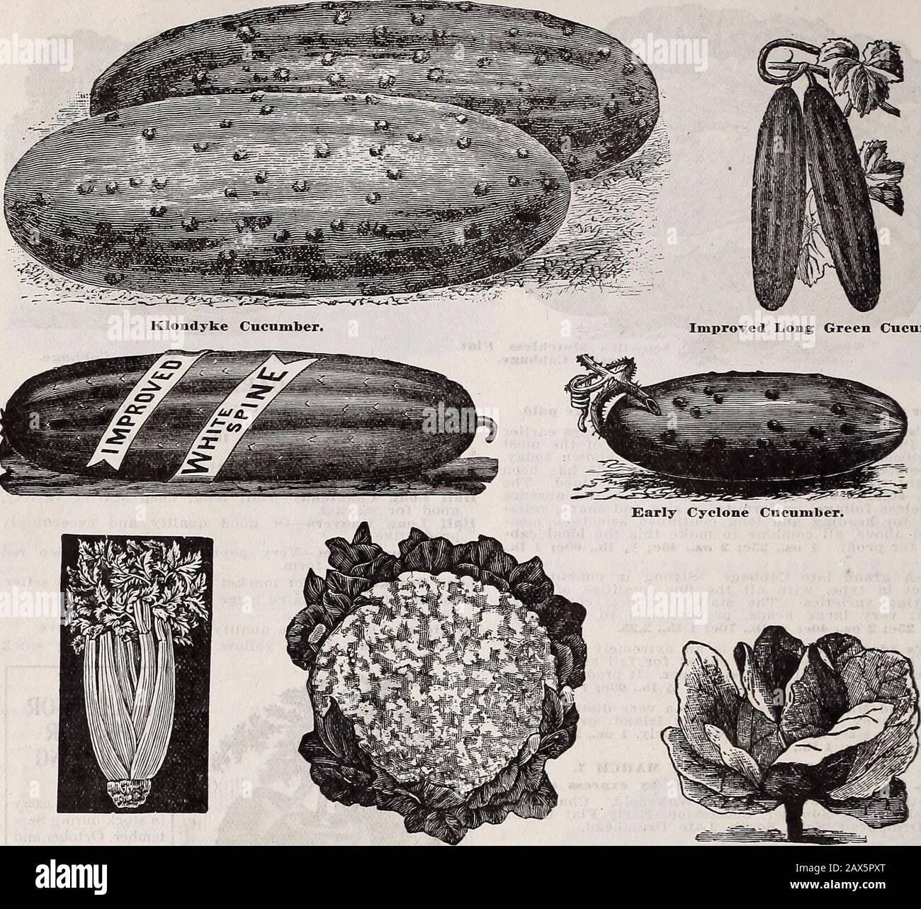 Schwill's jährlicher beschreibender Katalog : hochwertige Samen, Bäume und Pflanzen . Ochsenkarotte. Maissalat. 22 1910 KATALOG VON BLUFFEN STADTSAMEN. Verbesserte Lange Grüne Gurke. Henderson White Plume Celery. Echte Frühe Schneeball-Blumenkohl. Georgia White (,a.J.,..jie Collard. GURKE. Eine Unze wird fünfzig Hügel Pflanzen; ein bis zwei Pfund Pflanzen einen Morgen. Pakete jeder unten aufgeführten Sorte sind jeweils 5c oder 3für 10c, portofrei. Kultur- und Pflanzanweisungen werden auf Anfrage kostenlos mit allorders verschickt. Klondike Gurke - Behält jeden guten Punkt in den besten Stämmen der weißen Wirbelsäule und darüber hinaus Stockfoto