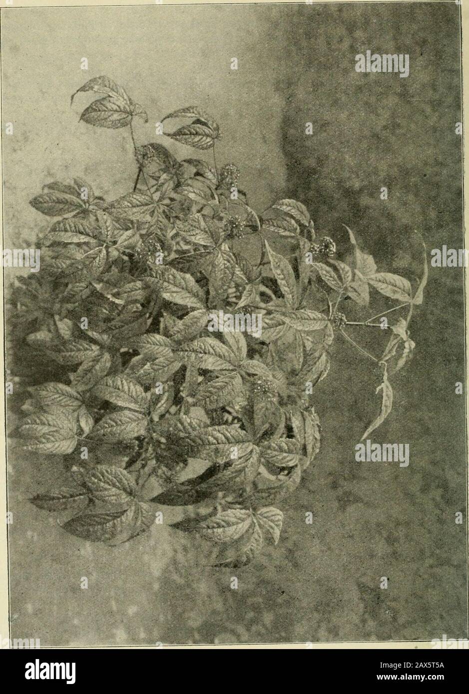 Rubus veitchii Fotos und Bildmaterial in hoher Auflösung Alamy