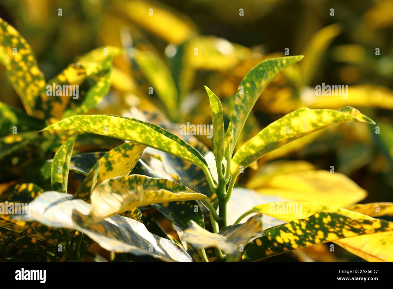 Nahaufnahme grüner und gelber Blätter dekorativer Pflanzen im Garten mit unscharfen grünen Blättern Hintergrund, Herbstkonzept Stockfoto