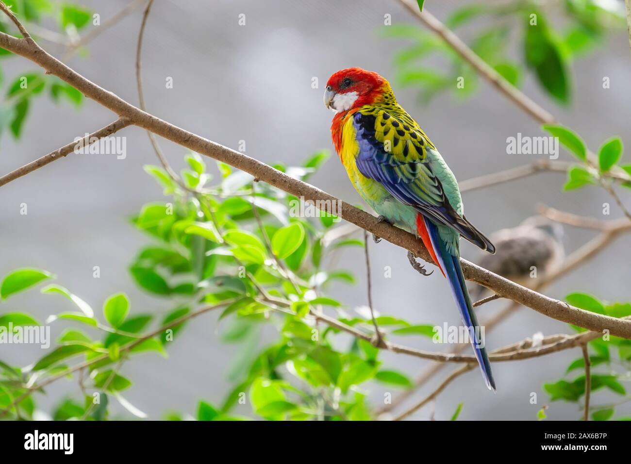 Östliche rosella (Platycercus eximius) thront auf Ast. Stockfoto