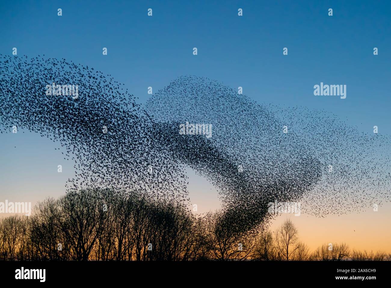 Schöne große Starenherde (Sturnus vulgaris) Geldermalsen in den Niederlanden. Im Januar und Februar hunderttausende Starlinge Stockfoto