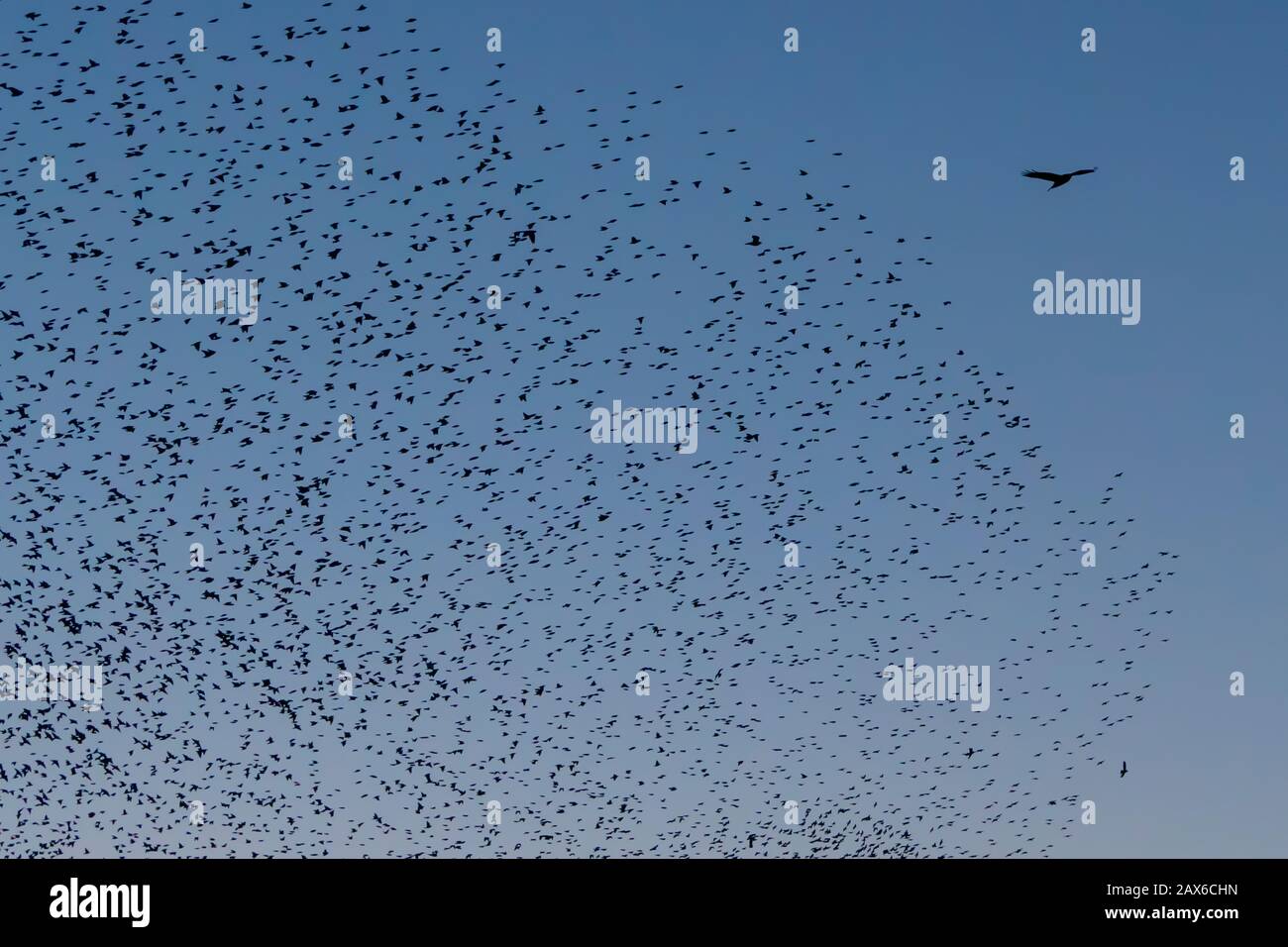 Schöne große Starenherde (Sturnus vulgaris) Geldermalsen in den Niederlanden. Im Januar und Februar hunderttausende Starlinge Stockfoto