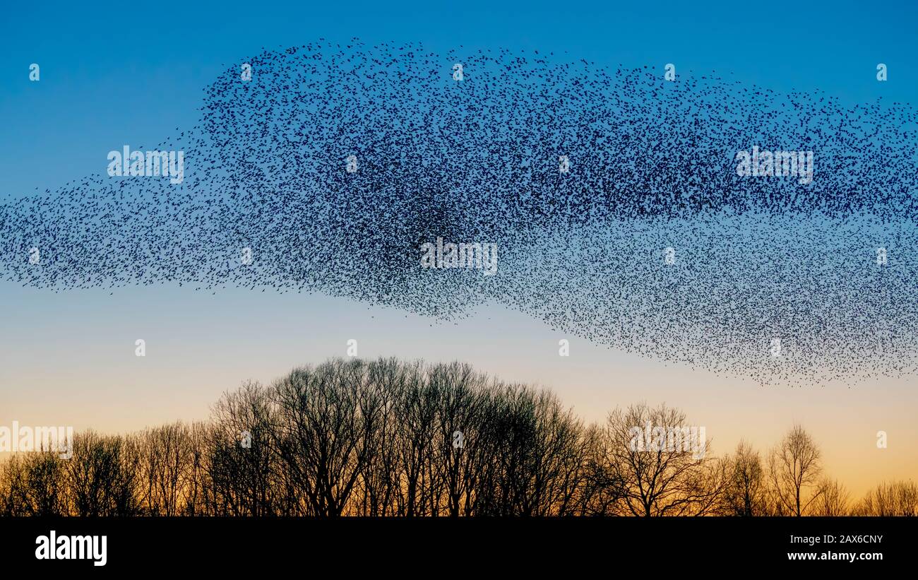 Schöne große Starenherde (Sturnus vulgaris) Geldermalsen in den Niederlanden. Im Januar und Februar hunderttausende Starlinge Stockfoto