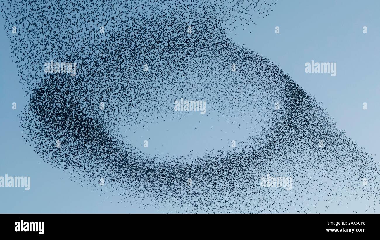 Schöne große Starenherde (Sturnus vulgaris) Geldermalsen in den Niederlanden. Im Januar und Februar hunderttausende Starlinge Stockfoto