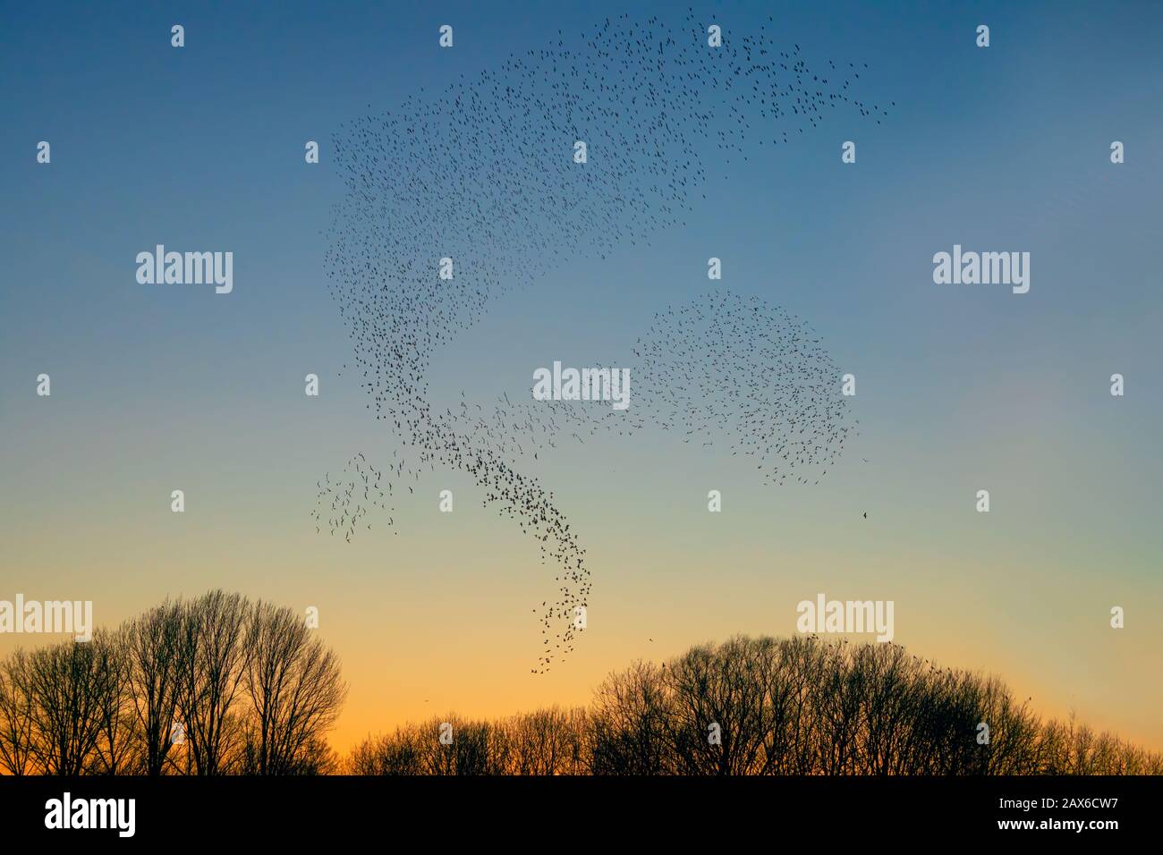 Schöne große Starenherde (Sturnus vulgaris) Geldermalsen in den Niederlanden. Im Januar und Februar hunderttausende Starlinge Stockfoto