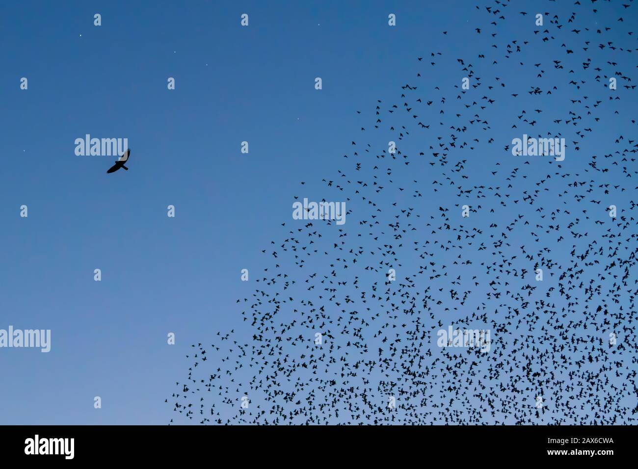 Schöne große Starenherde (Sturnus vulgaris) Geldermalsen in den Niederlanden. Im Januar und Februar hunderttausende Starlinge Stockfoto