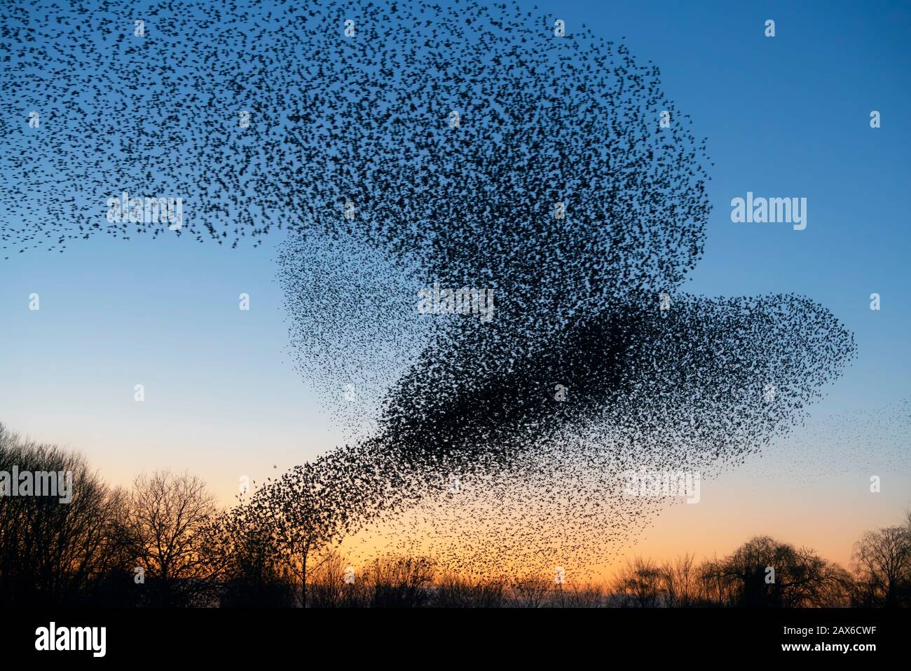 Schöne große Starenherde (Sturnus vulgaris) Geldermalsen in den Niederlanden. Im Januar und Februar hunderttausende Starlinge Stockfoto