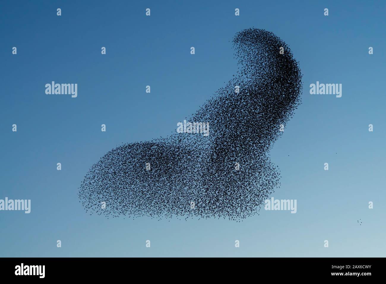 Schöne große Starenherde (Sturnus vulgaris) Geldermalsen in den Niederlanden. Im Januar und Februar hunderttausende Starlinge Stockfoto