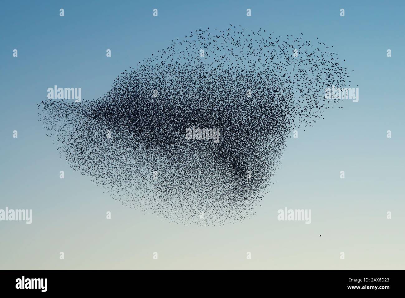 Schöne große Starenherde (Sturnus vulgaris) Geldermalsen in den Niederlanden. Im Januar und Februar hunderttausende Starlinge Stockfoto