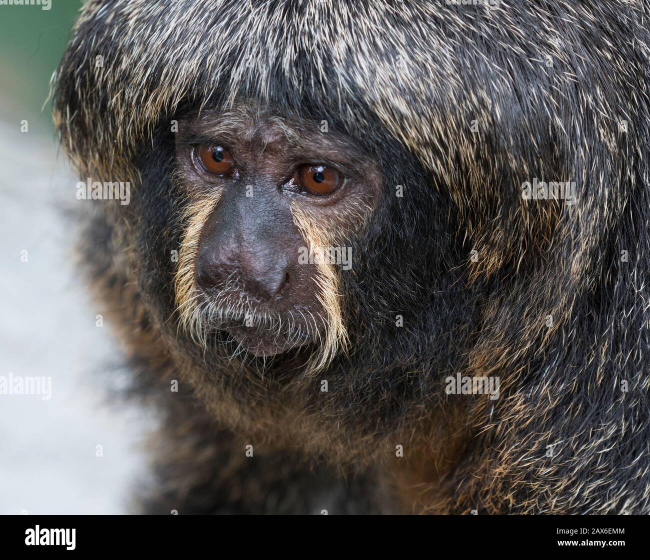 Porträt Der Weiblichen Saki-Affe Stockfoto