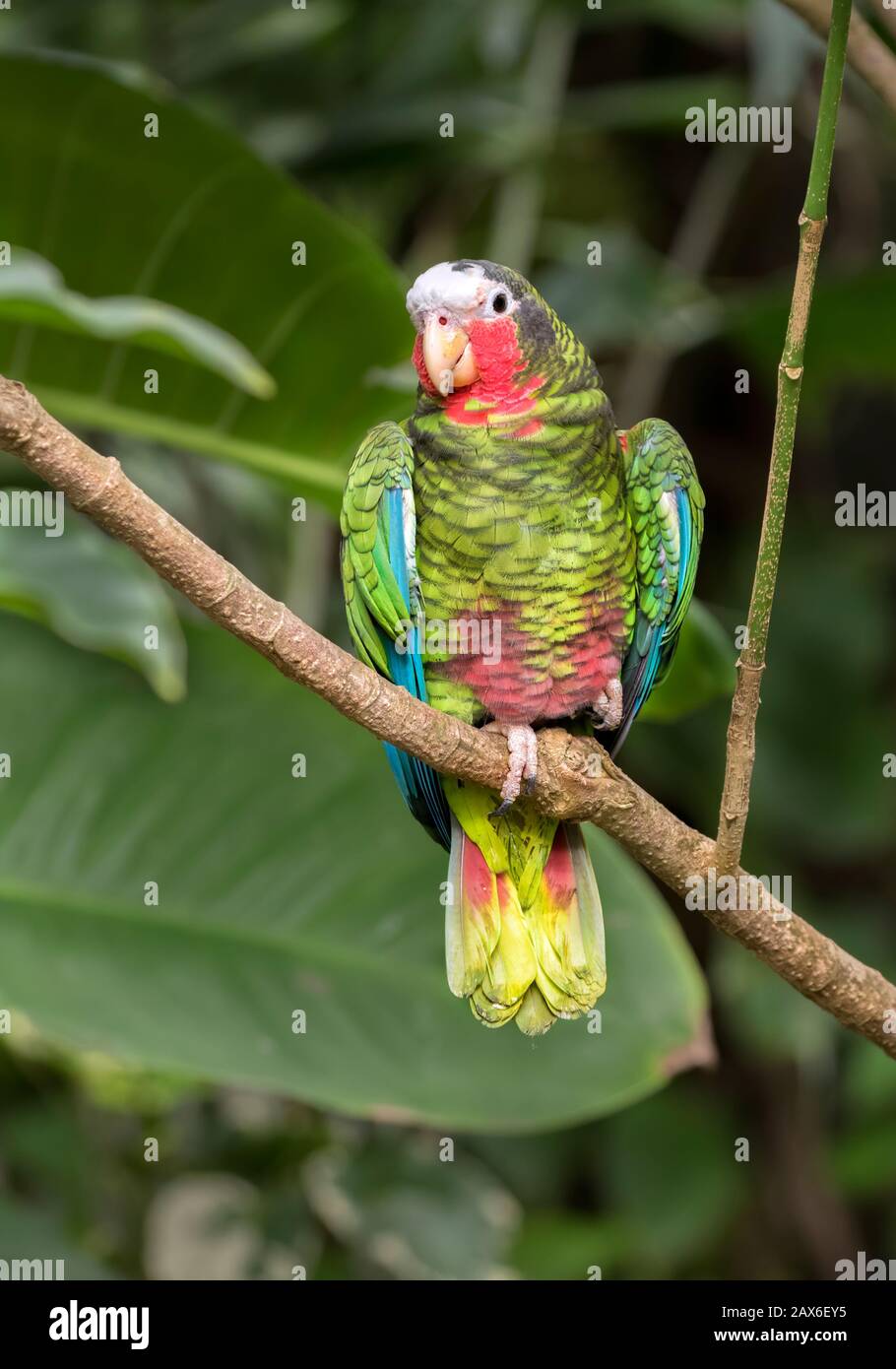 Der kubanische amazonenpapagei (Amazone leucocephala) thront auf einem Baumzweig Stockfoto