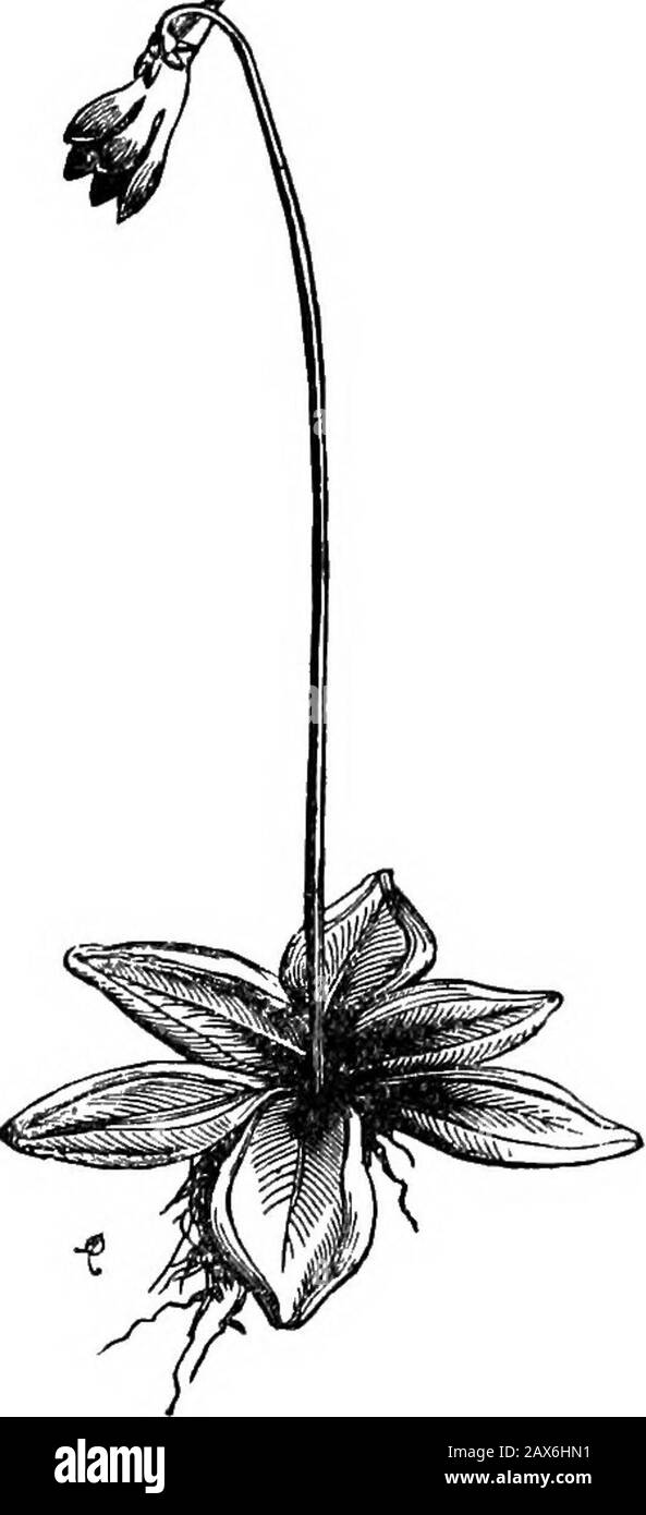 Frau wie und Frau Warum; oder, Erste Lektionen in der Erde für Kinder . er Regen hat die arme alte Welt seitdem seltsam funktionieren lassen. Und das ist alles, was wir, die nicht sehr klüger Thankespeares sind, über die Angelegenheit sagen können. Butagain-der Londoner Stolz wächst hier, und so gefällt es auch nicht anders, was wir SaxifragaGeum nennen. Jetzt, als ich diese beiden Pflanzen sah, die in den westlichen Pyrenäen wuchern, zwischen Prance und Spanien, und mit ihnen das schöne blaue Butterwort, das in diesen Kerr-Mooren wächst - wir werden gehen und einige finden - was könnte ich sagen, aber thatSpanien und Irland müssen haveben Stockfoto