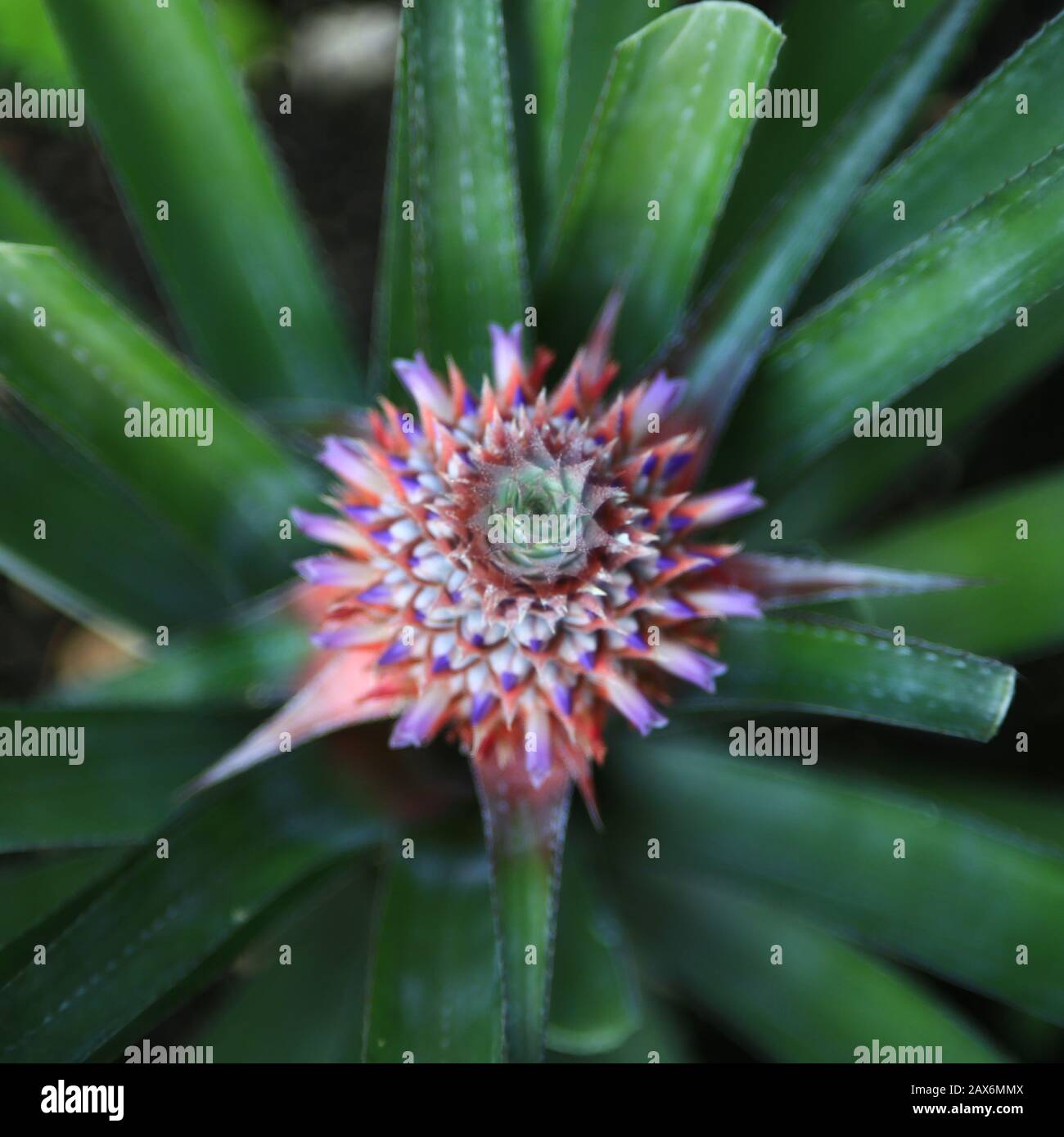 Ananas in einem Topf, Draufsicht Bild. Verschwommener weicher Fokus träumerischer Effekt der Pflanze für abstrakten Hintergrund. Konzept. Bromeliad Ananas cosus. Nahaufnahme von Stockfoto