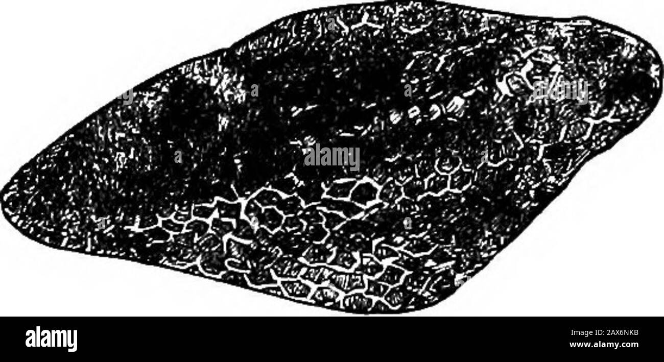 Madam how and Lady Why; or, First Lessons in Earth Lore for Children . ged. Jetzt schauen Sie nach England, und dort werden Sie zumindest von einem großen Korallenriffe seepatchen, das sich gleichzeitig mit dem irischen ausformte, und das vielleicht einige Ihrer Schoolfellows oft gestanden haben. Sie haben von St. Vincents Eocks atBristol gehört, und die Marmorklippen, 250 Fuß in der Höhe, teilweise mit reichem Holz und seltenen Blumen bedeckt, andThe Avon, das durch die enge Schlucht läuft, Und die 170 DAMEN, WIE UND FRAU, WARUM Kap. stattliche Schiffe, die weit unter Ihren Füßen von Bristol zum Severn-Meer segeln. Und vielleicht sehen Sie hier Stockfoto